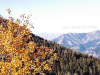 bearlakelookinmtlogan