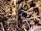 lizard1Ab