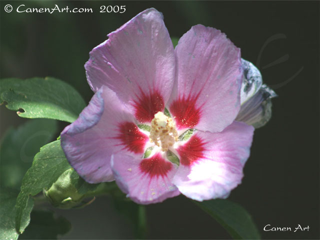 Posted Image